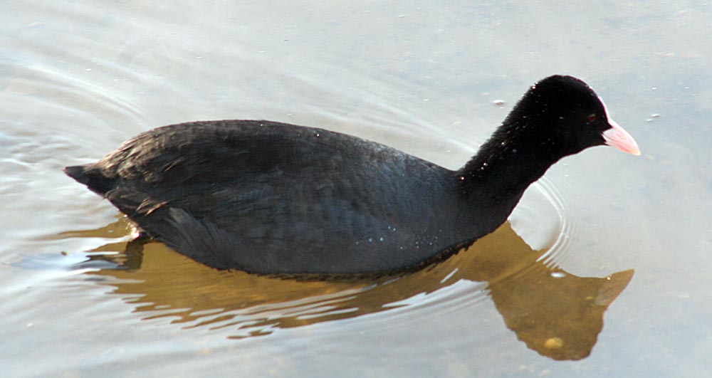  Fulica atra Common Coot