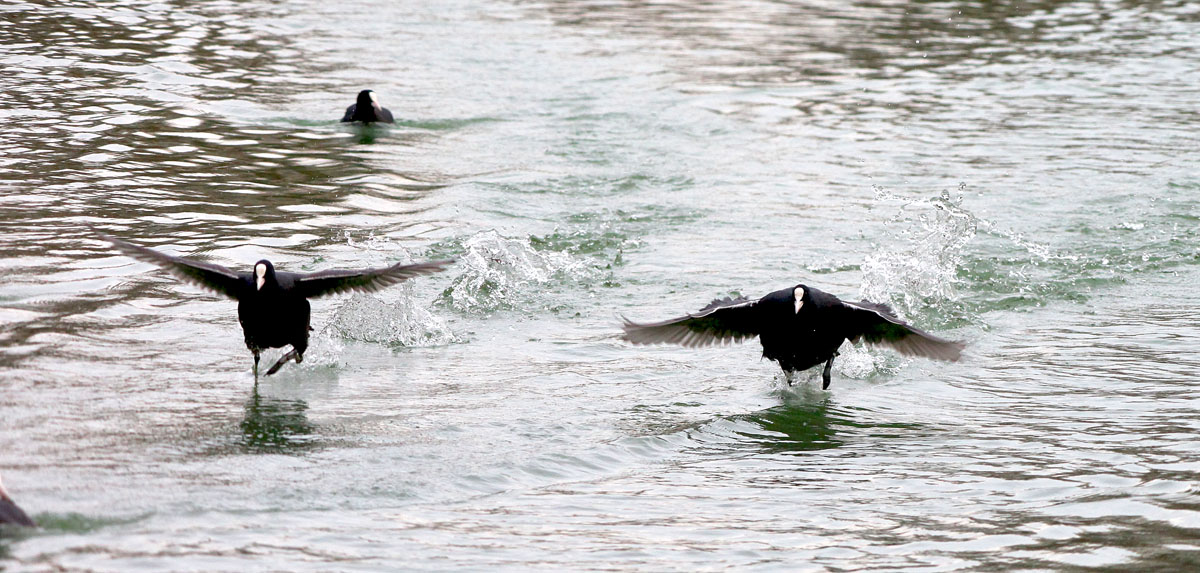  Fulica atra Common Coot