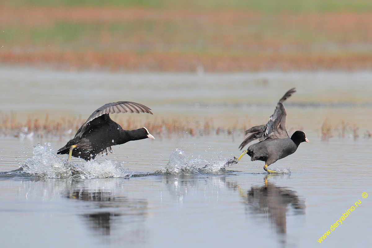  Fulica atra Common Coot