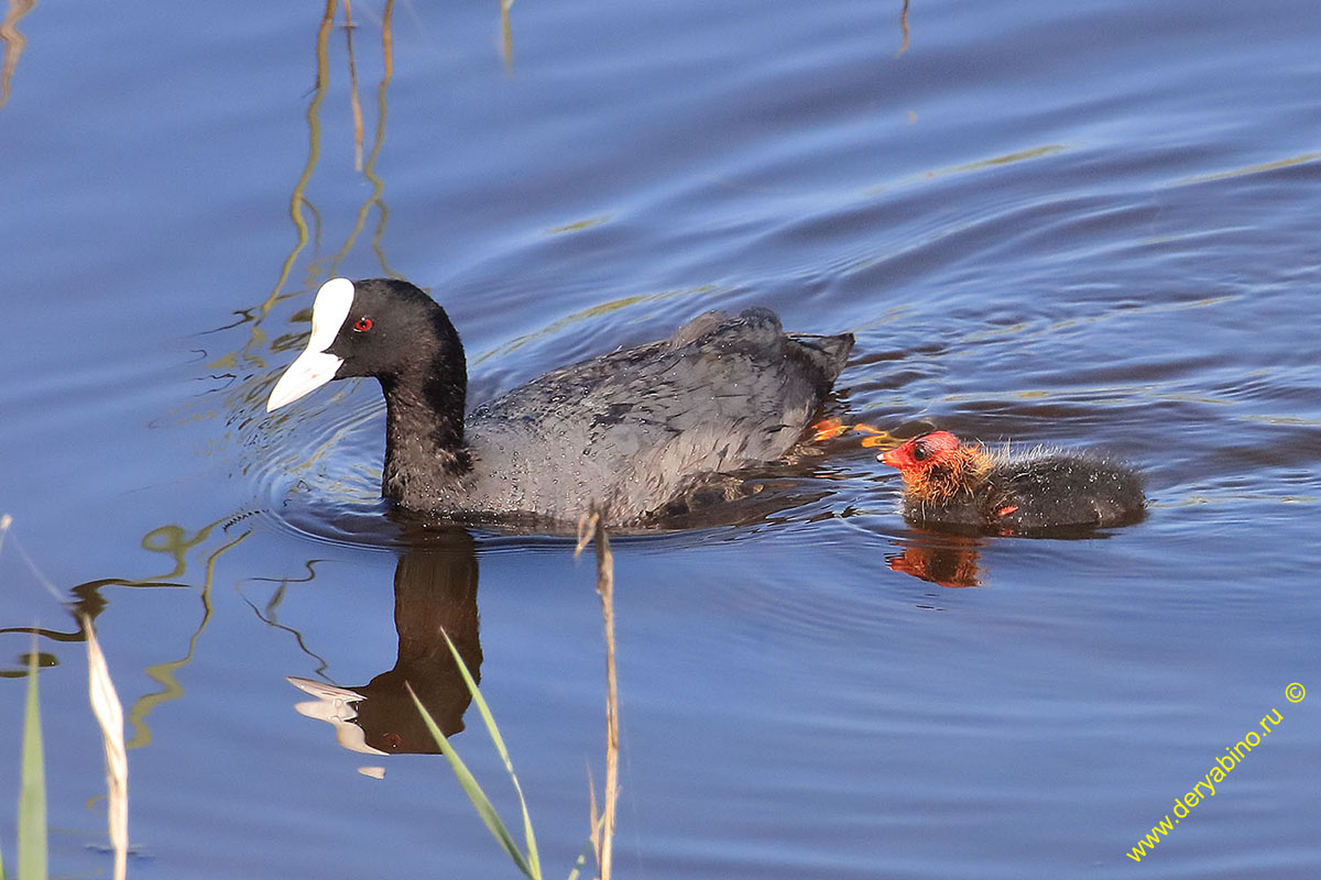  Fulica atra Common Coot