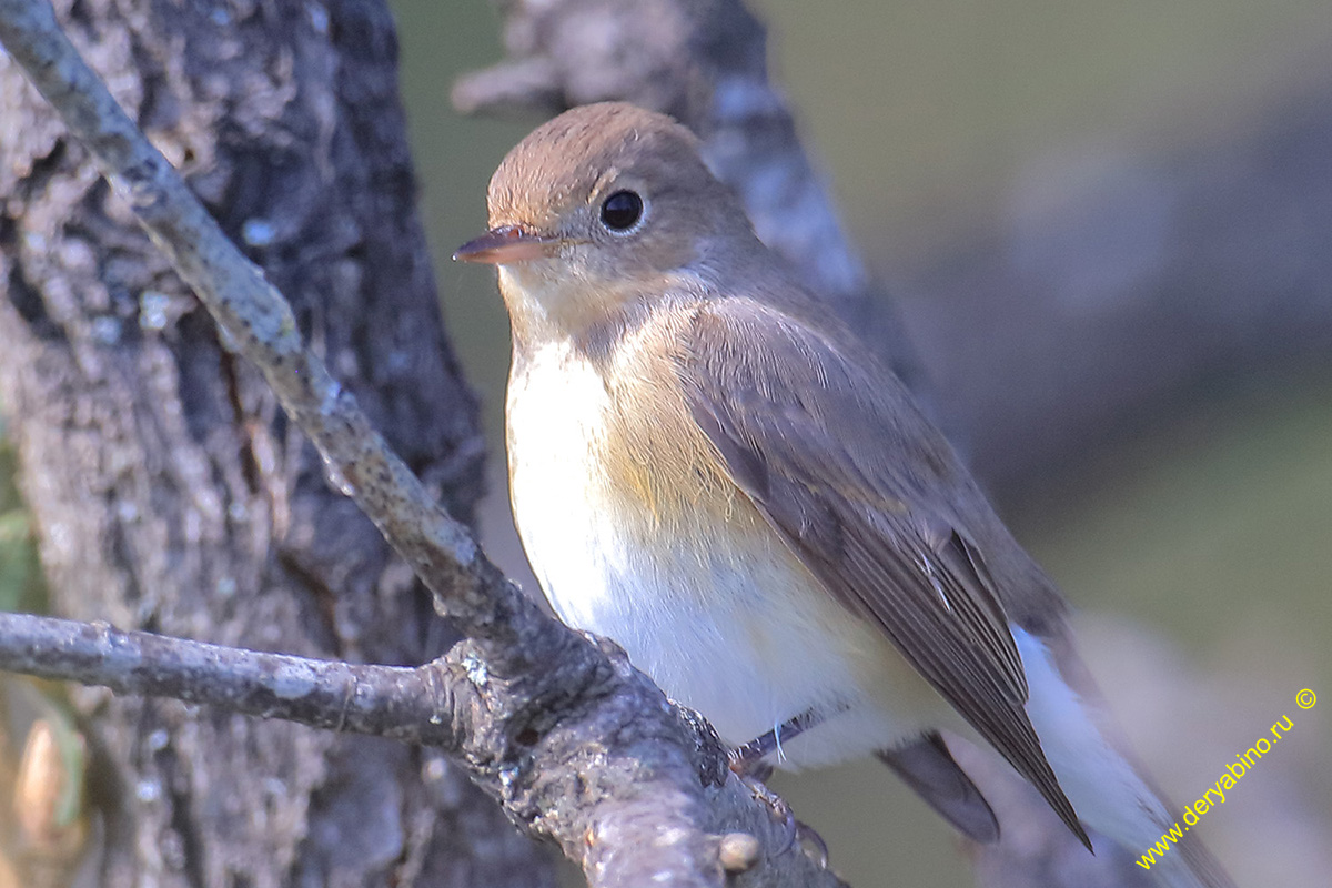 Малая мухоловка Ficedula pavra Red-breasted Flycatcher