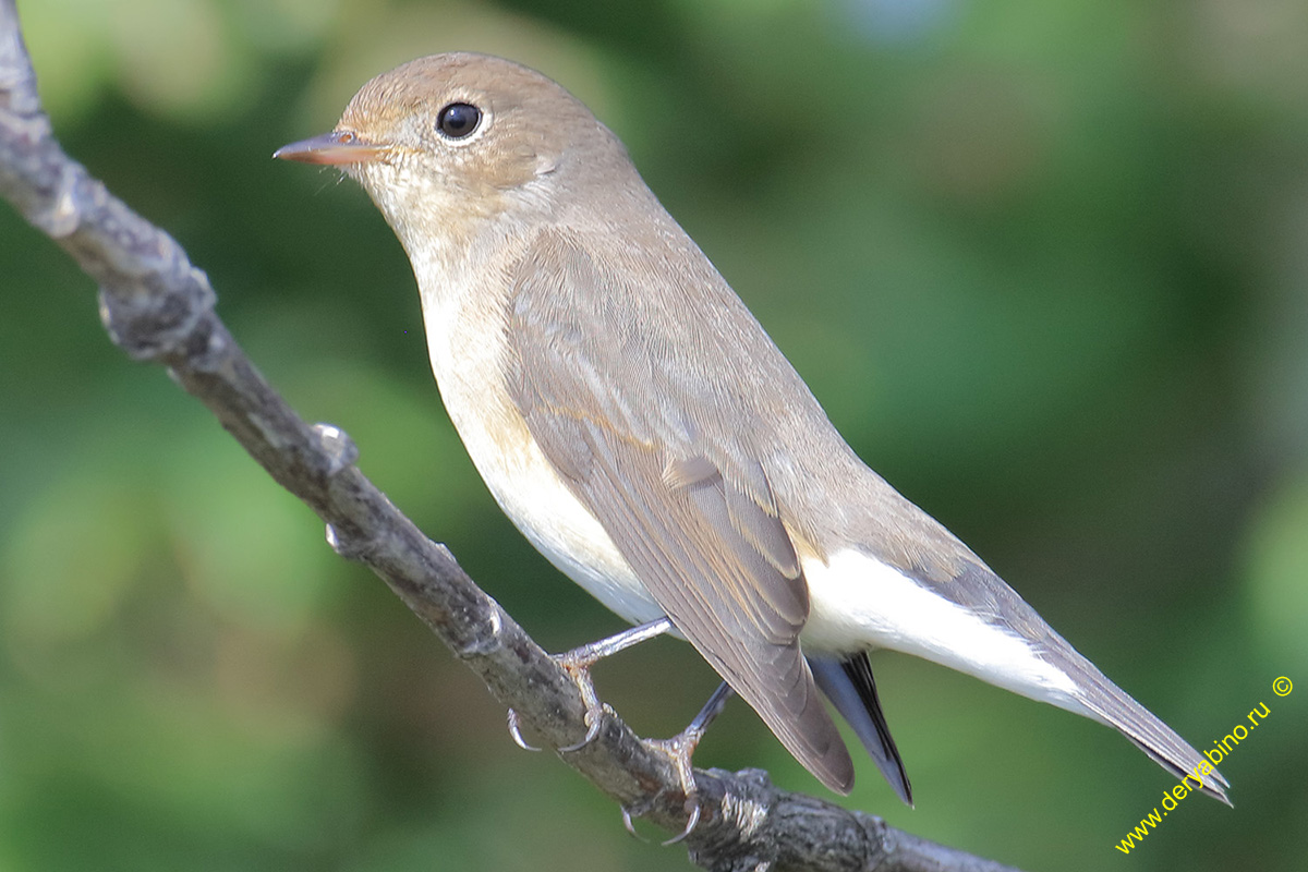   Ficedula pavra Red-breasted Flycatcher