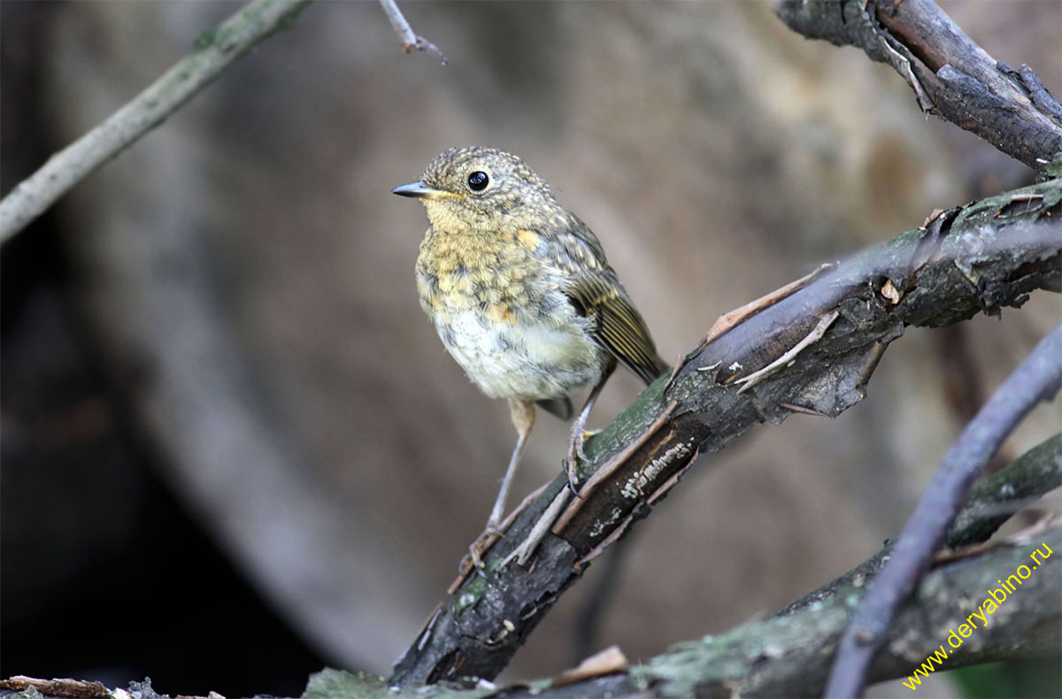  () Erithacus rubecula European Robin