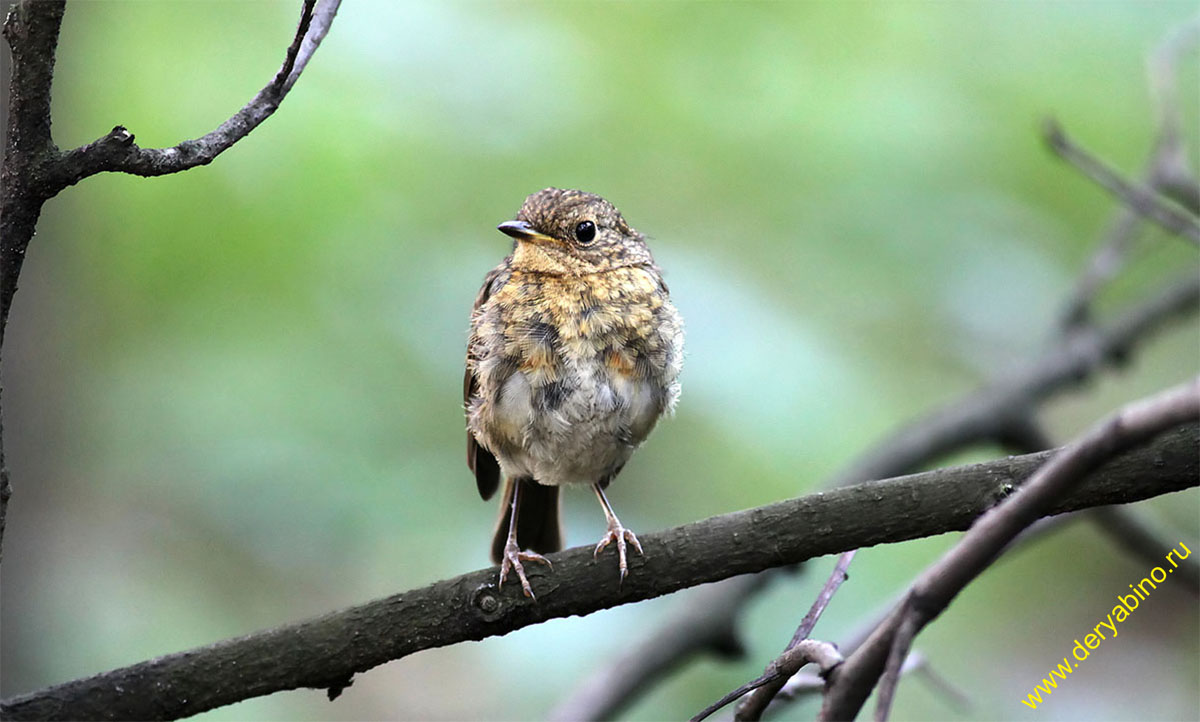  () Erithacus rubecula European Robin