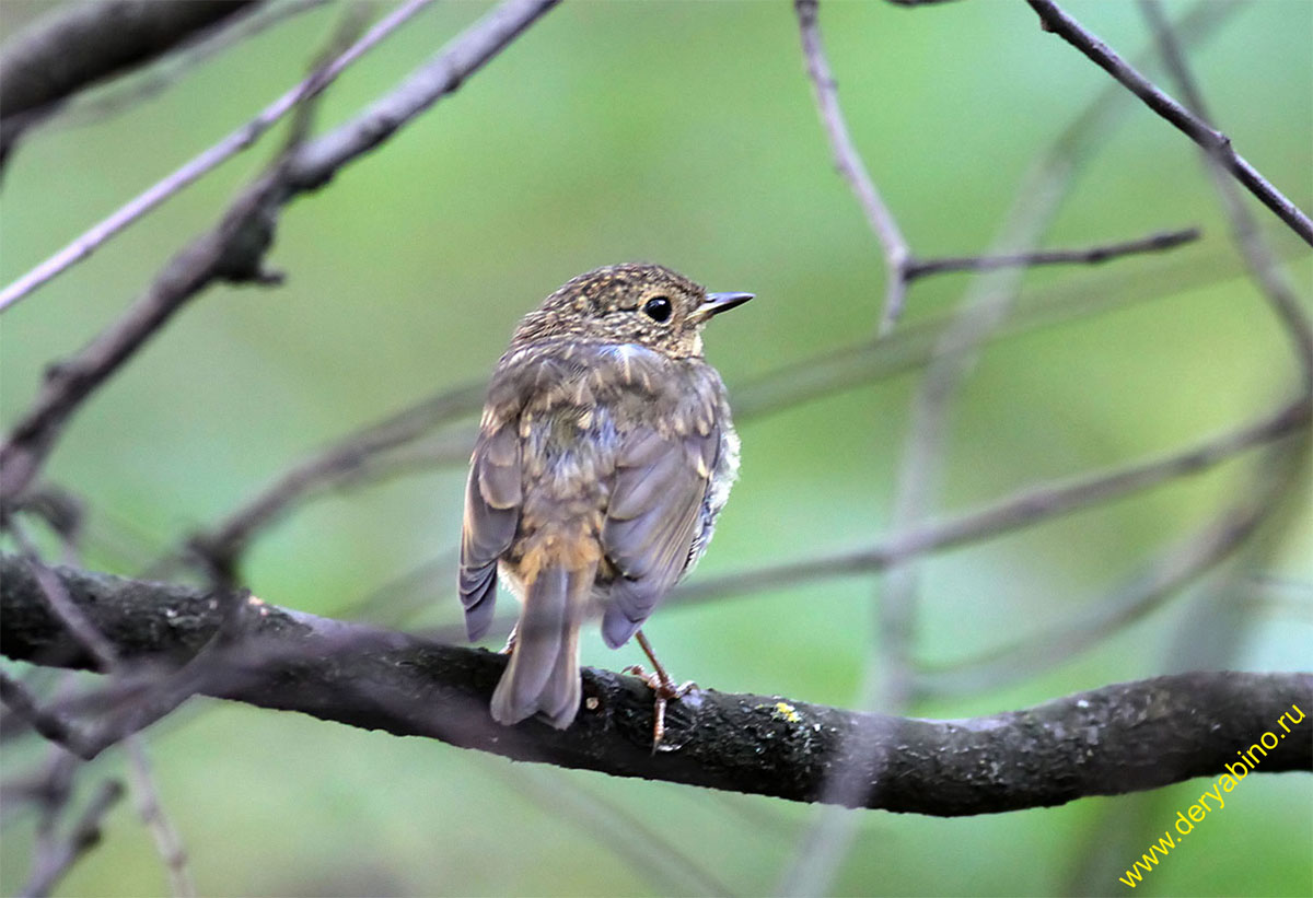  () Erithacus rubecula European Robin