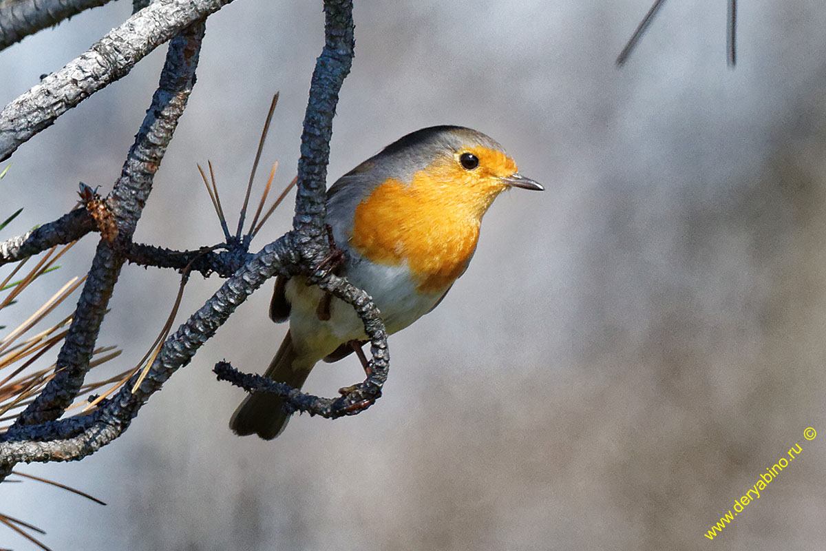  () Erithacus rubecula European Robin