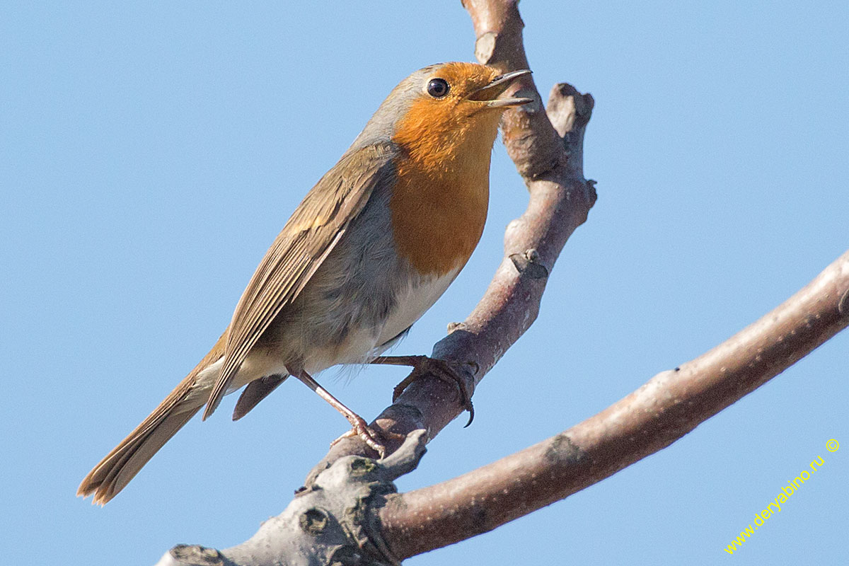  () Erithacus rubecula European Robin