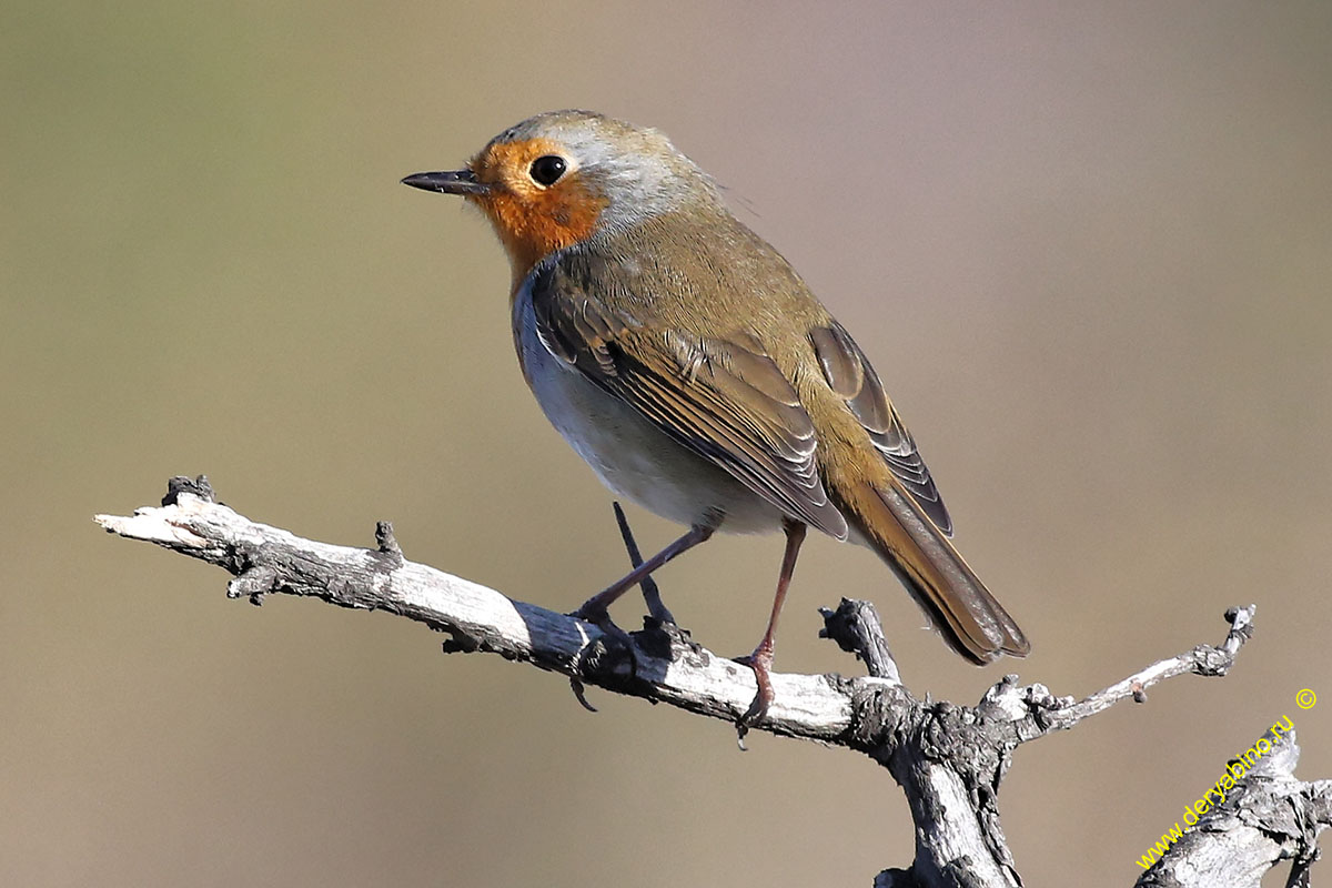  () Erithacus rubecula European Robin