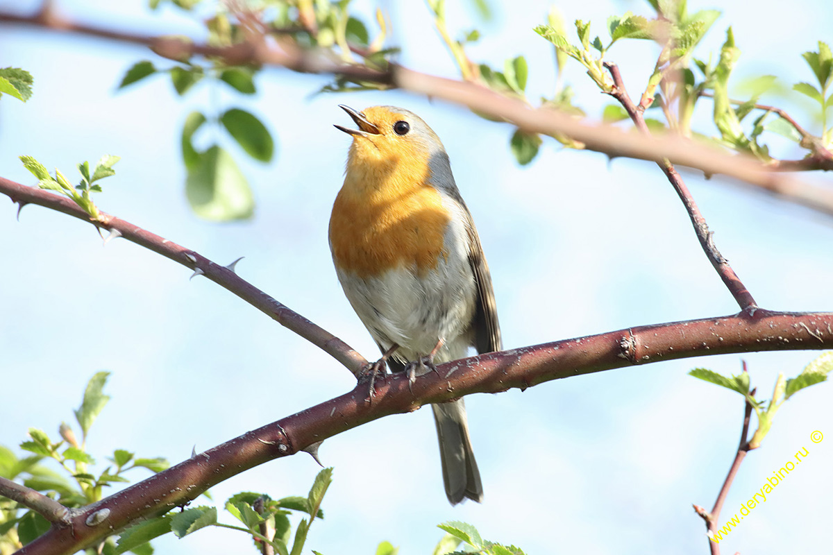  () Erithacus rubecula European Robin