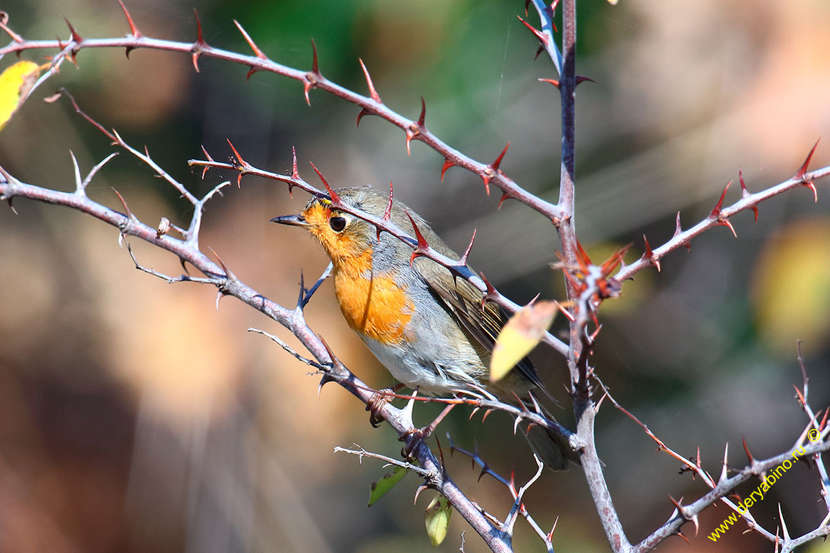  () Erithacus rubecula European Robin