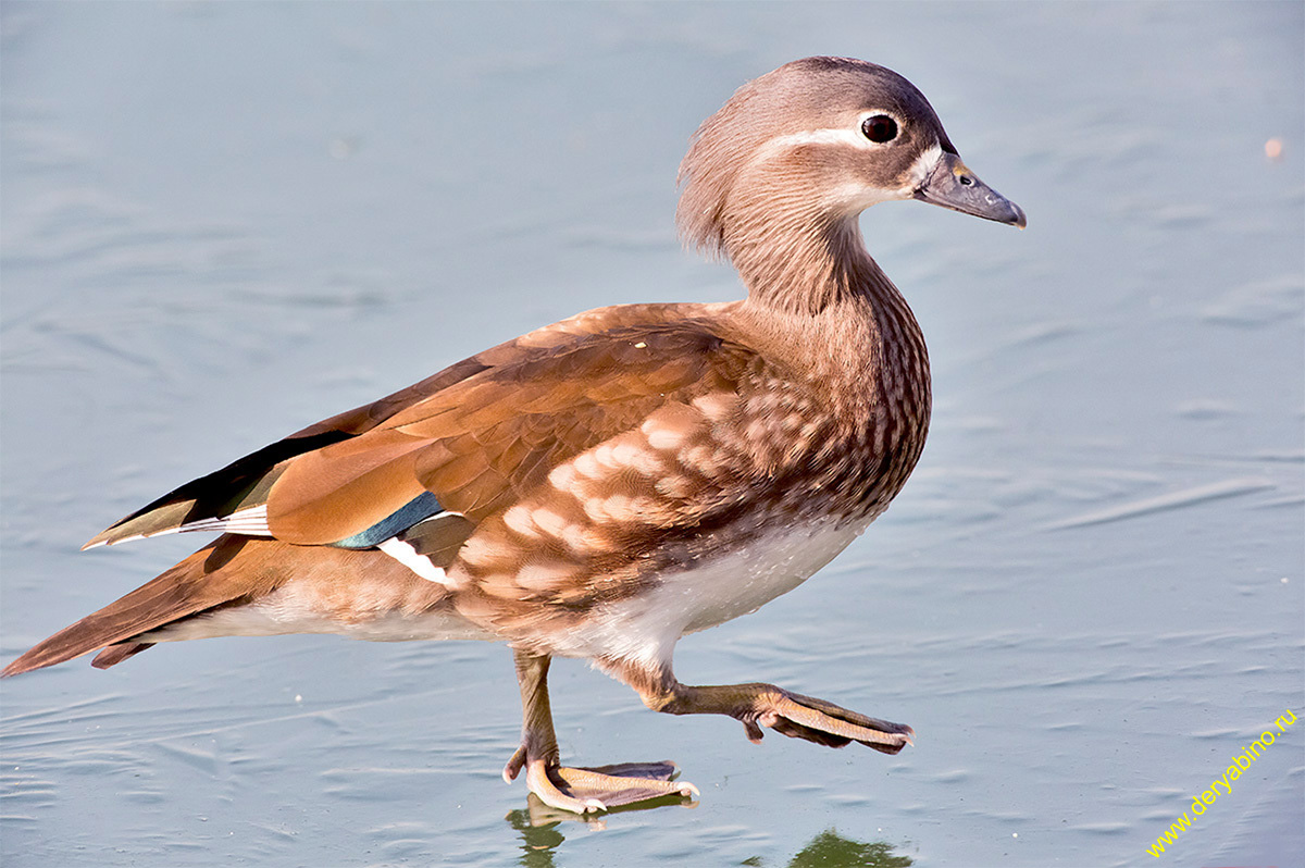  Aix galericulata