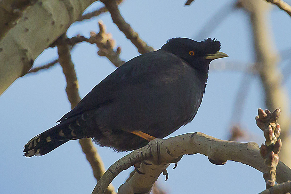   Acridotheres cristatellus Crested myna