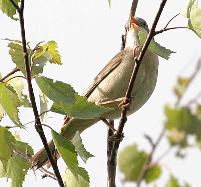  (-) Sylvia curruca Lesser Whitethroat