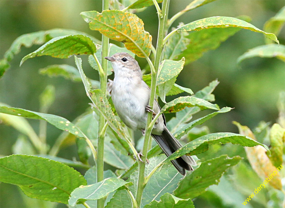  (-) Sylvia curruca Lesser Whitethroat