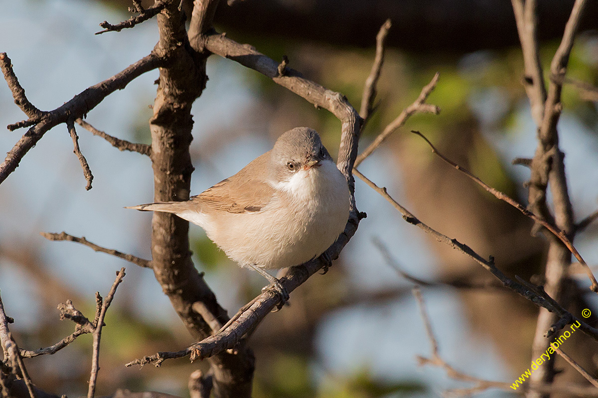  (-) Sylvia curruca Lesser Whitethroat