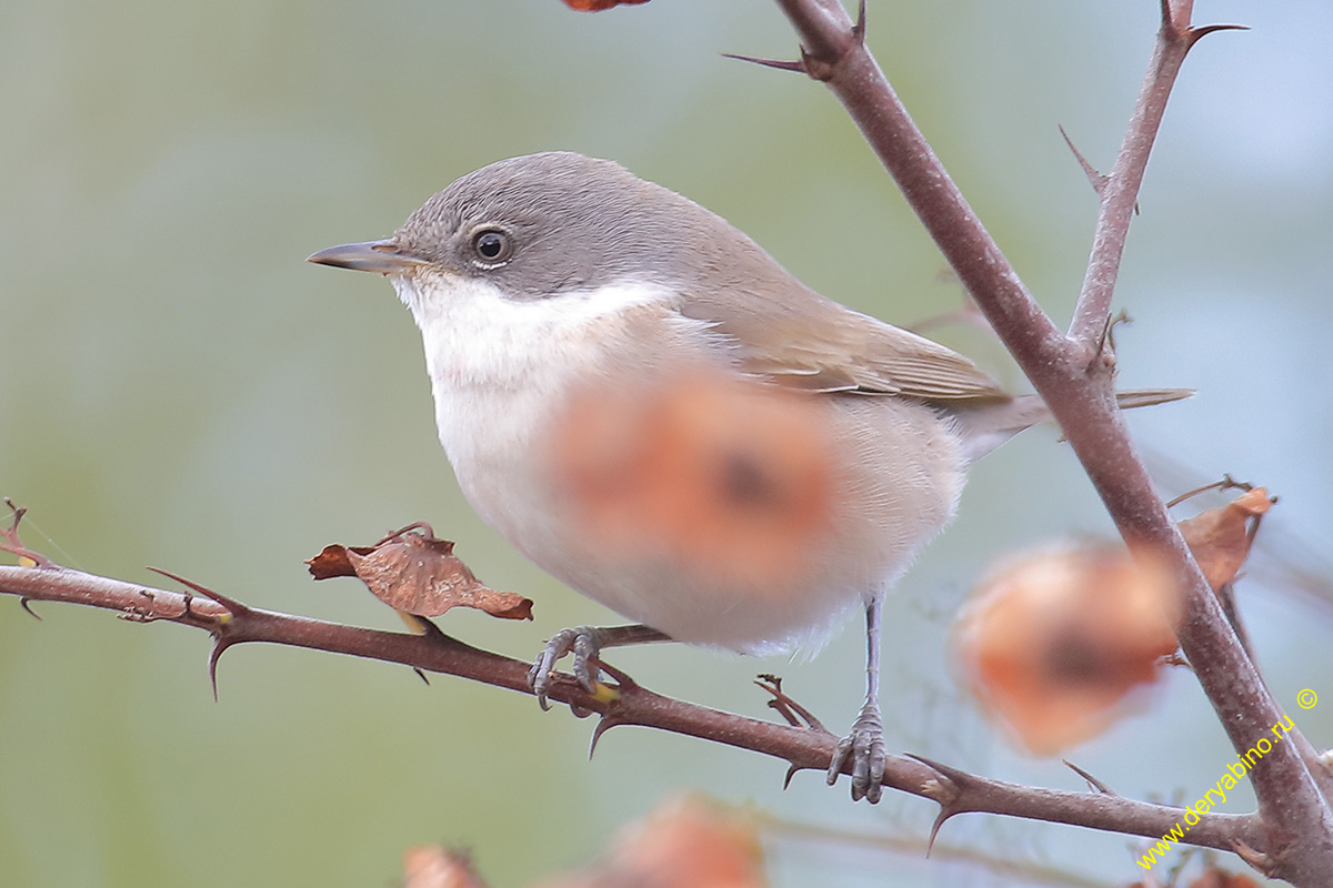  (-) Sylvia curruca Lesser Whitethroat