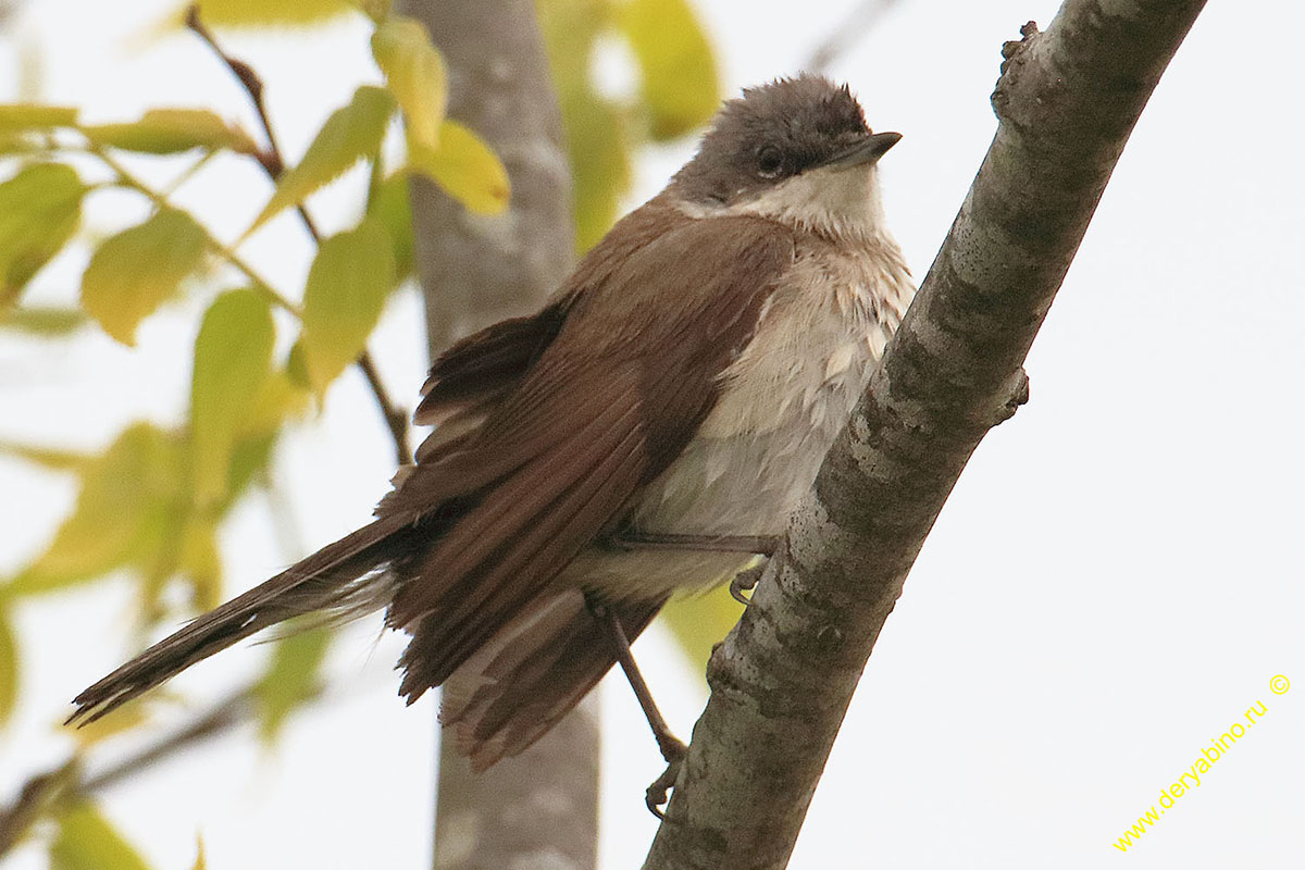  (-) Sylvia curruca Lesser Whitethroat