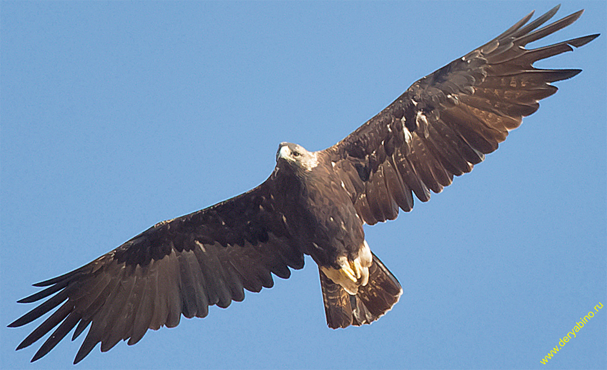 Могильник Aquila heliaca Eastern imperial eagle
