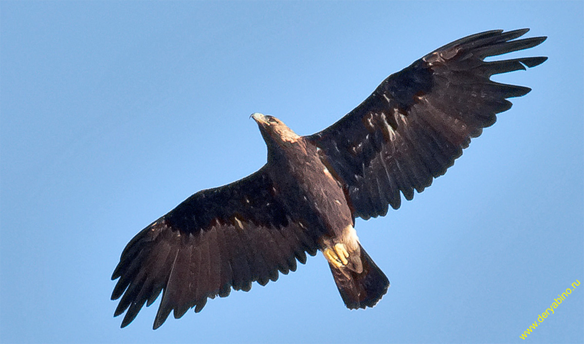 Могильник Aquila heliaca Eastern imperial eagle