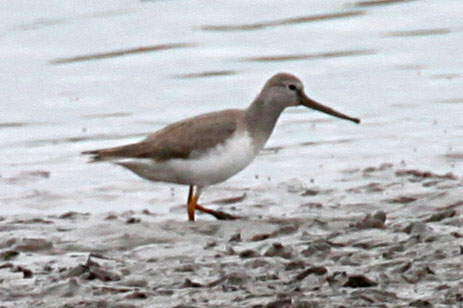  Xenus cinereus Terek Sandpiper