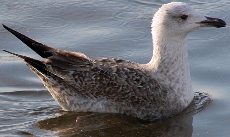   Larus marinus Great Black-backed Gull