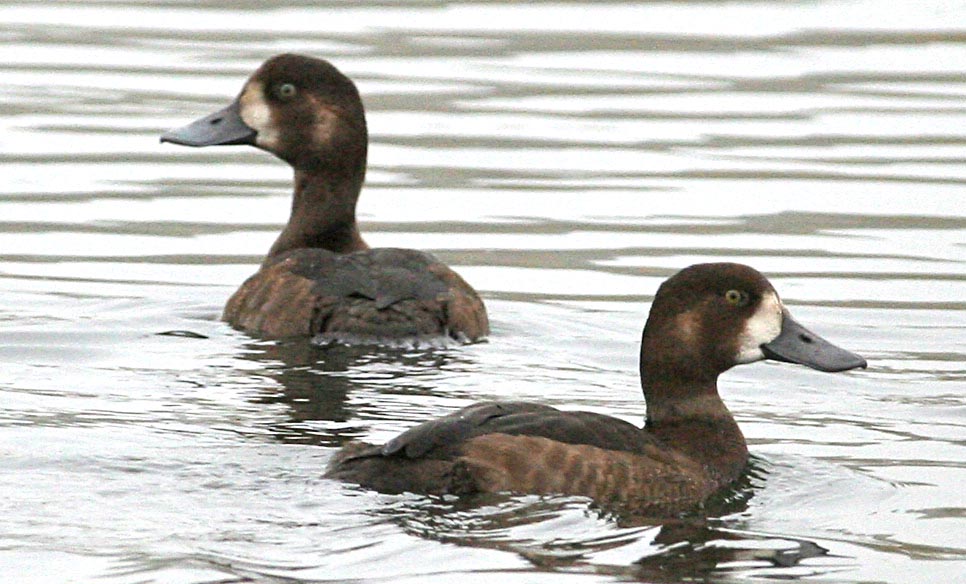   Aythya marila Greater Scaup