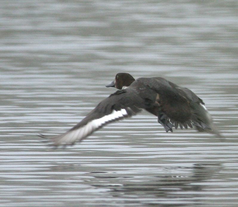   Aythya marila Greater Scaup