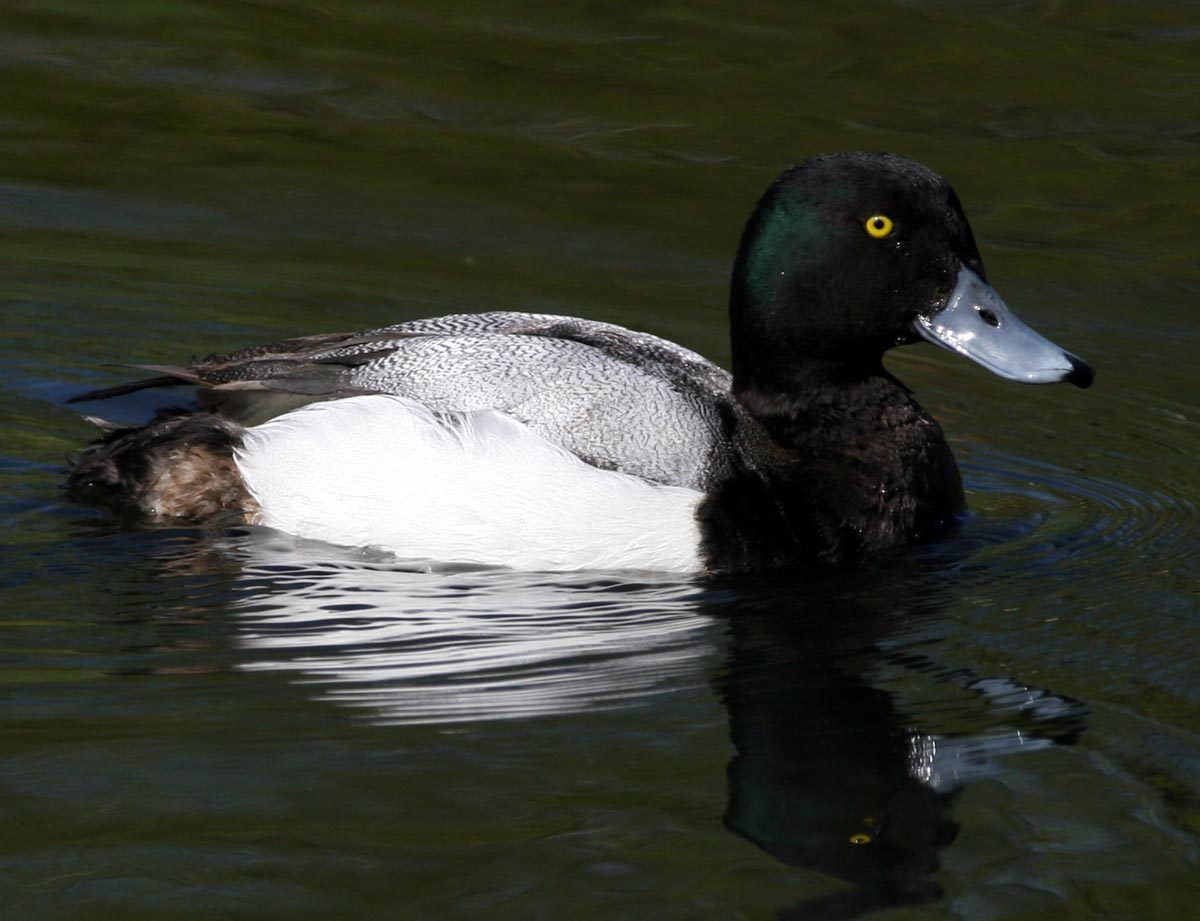   Aythya marila Greater Scaup