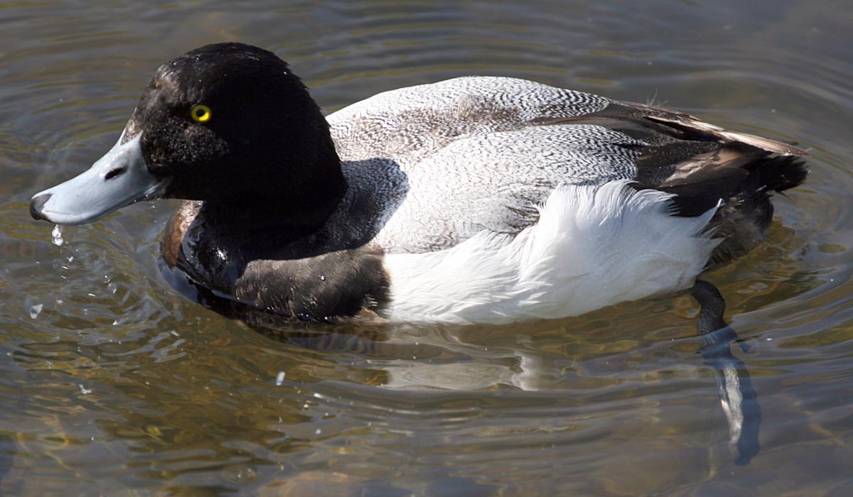   Aythya marila Greater Scaup