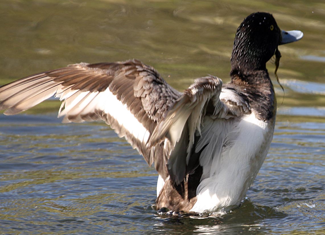   Aythya marila Greater Scaup