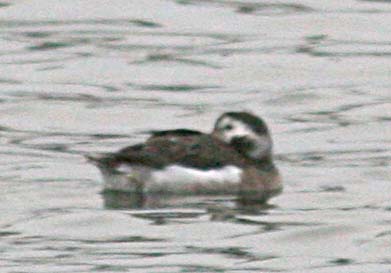  Clangula hyemalis Long-Tailed Duck