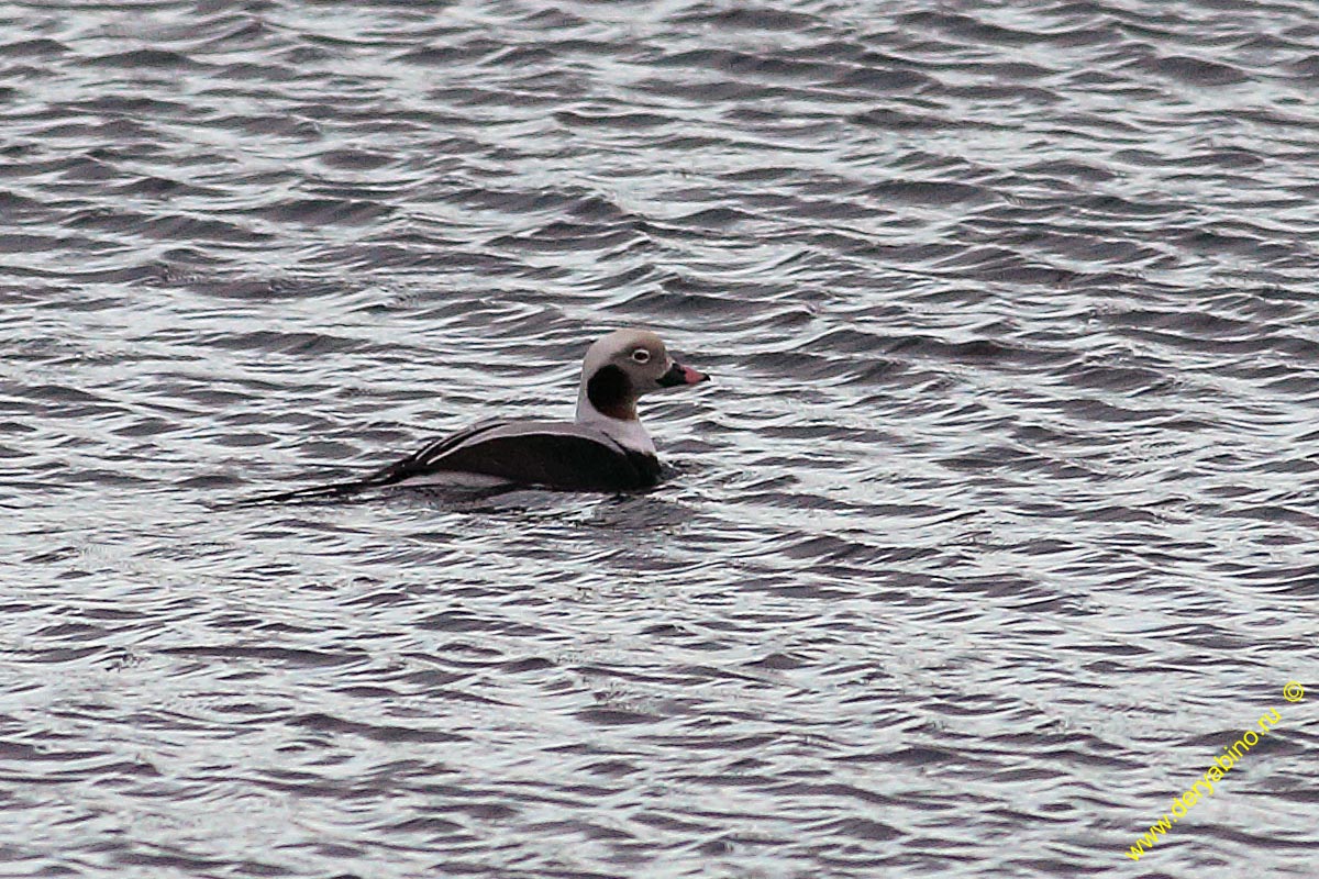  Clangula hyemalis Long-Tailed Duck