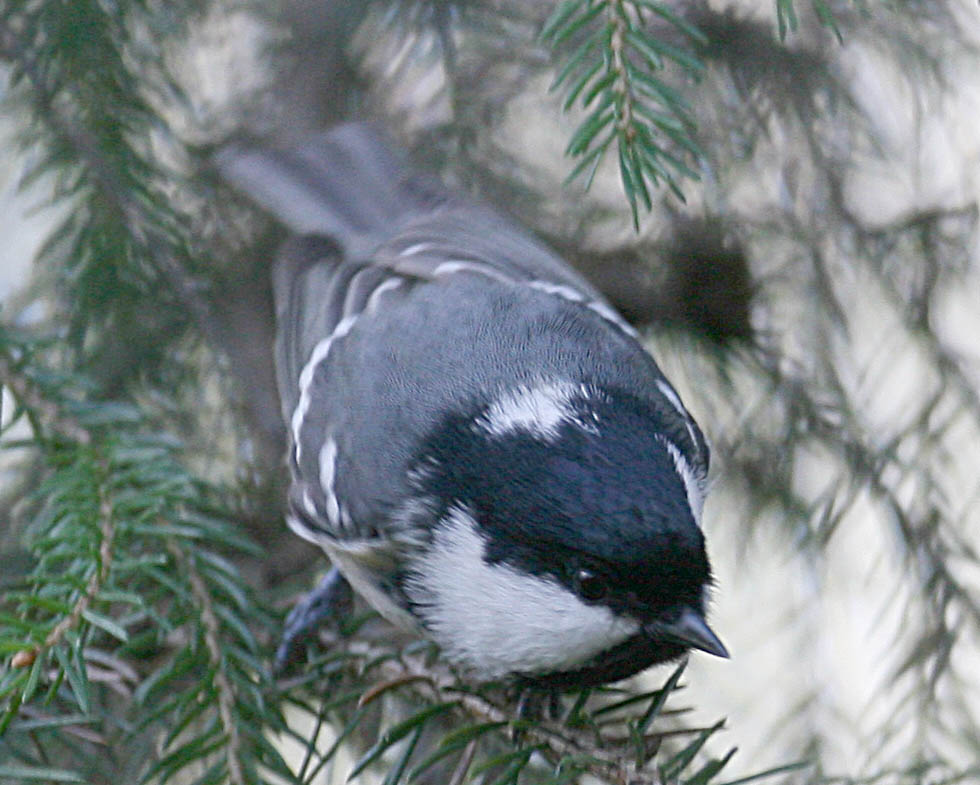  Parus ater Coal Tit