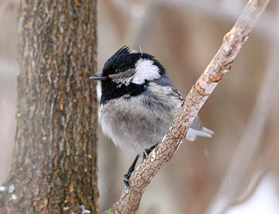  Parus ater Coal Tit