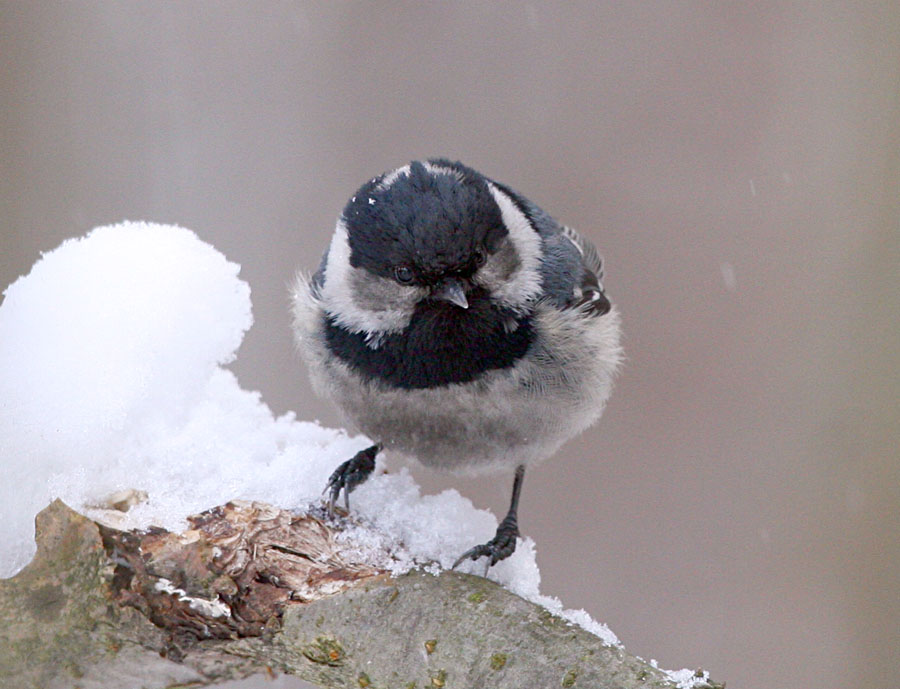  Parus ater Coal Tit