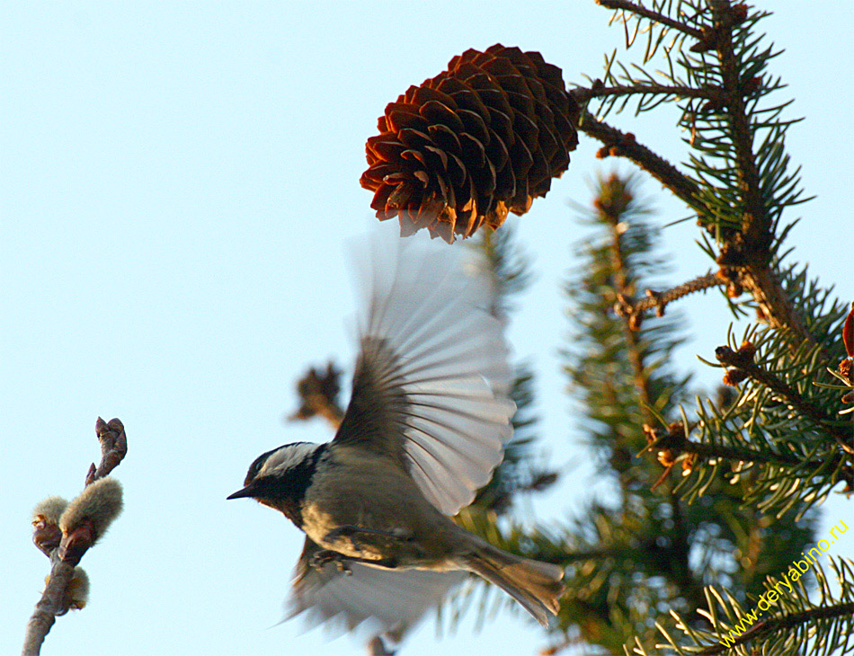  Parus ater Coal Tit