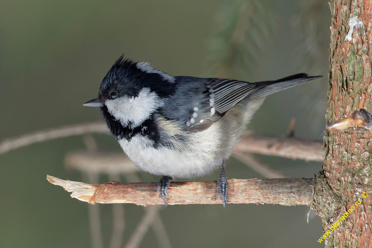  Parus ater Coal Tit