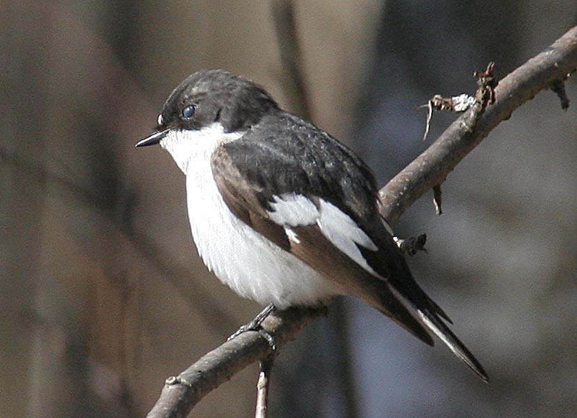   Ficedula hypoleuca Pied Flycatcher