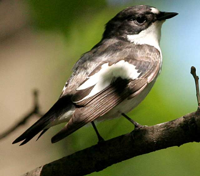   Ficedula hypoleuca Pied Flycatcher