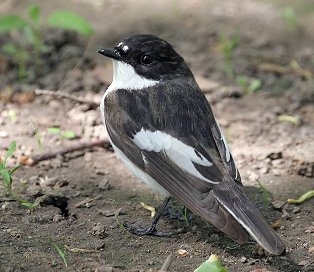   Ficedula hypoleuca Pied Flycatcher