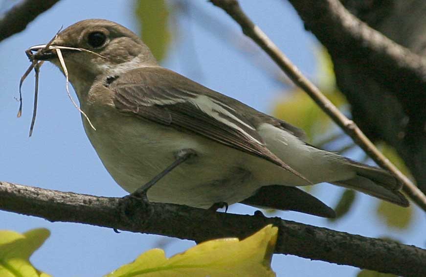   Ficedula hypoleuca Pied Flycatcher