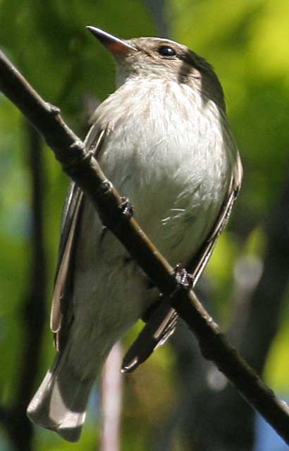   Ficedula hypoleuca Pied Flycatcher