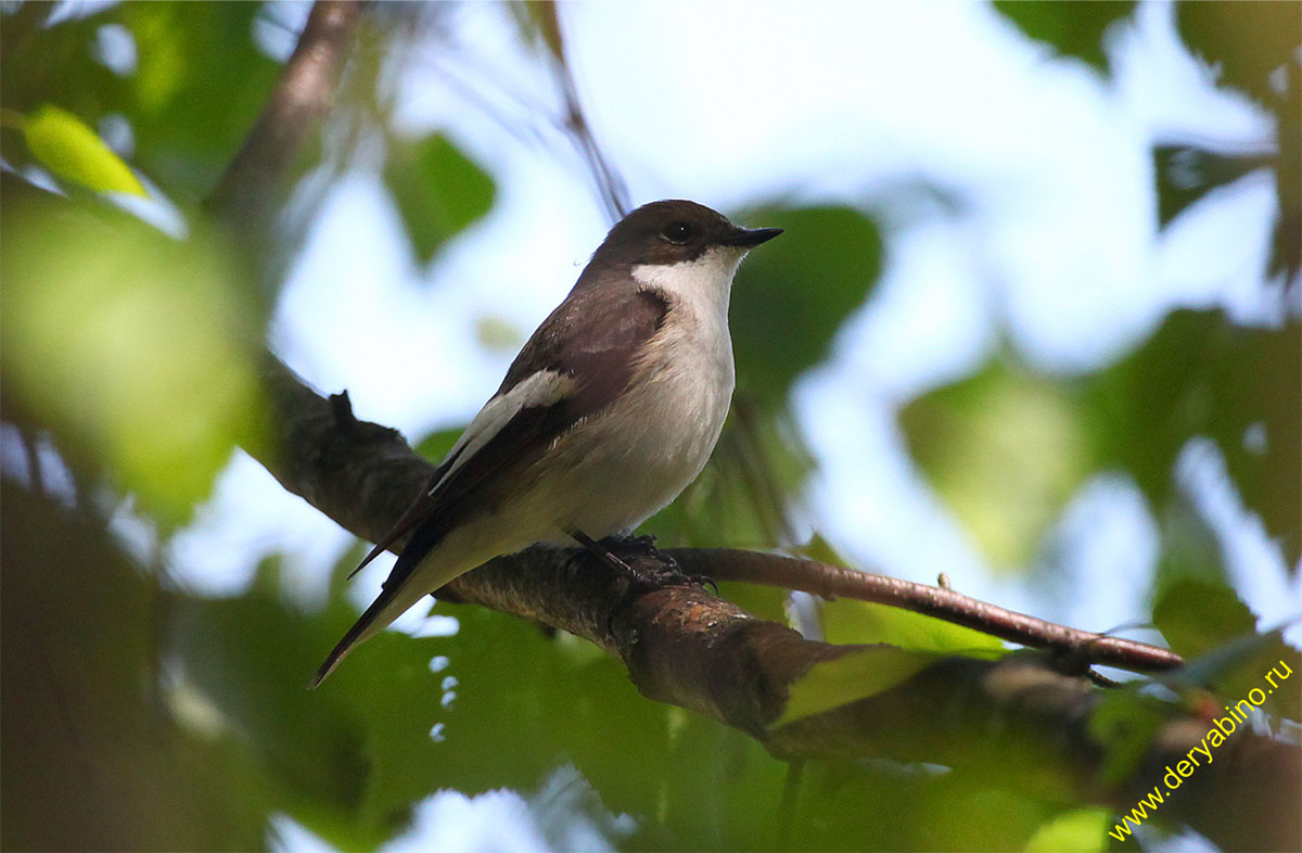   Ficedula hypoleuca Pied Flycatcher