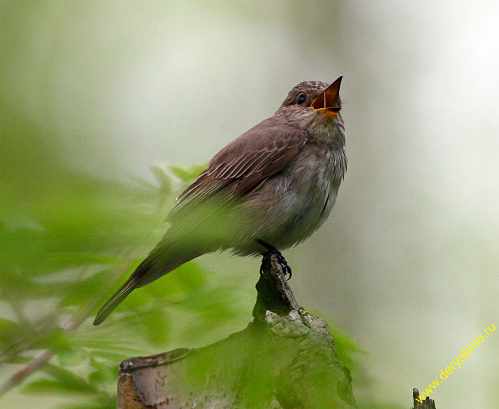   Muscicapa striata Spotted Flycatcher