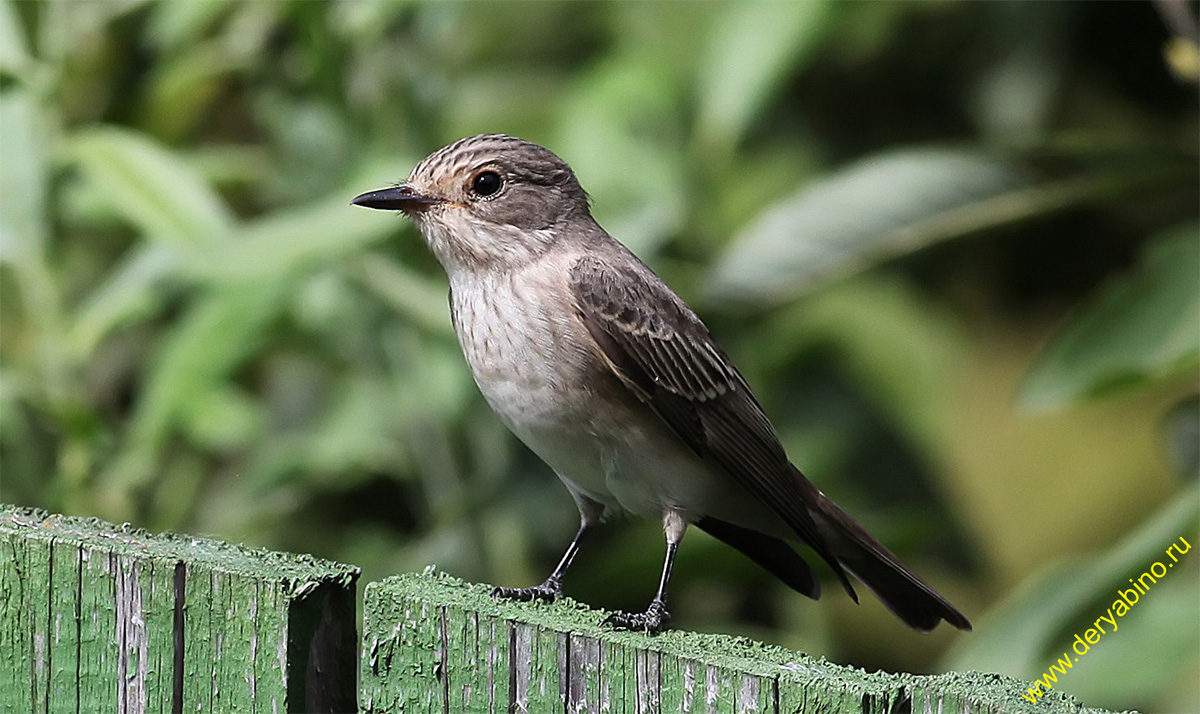   Muscicapa striata Spotted Flycatcher