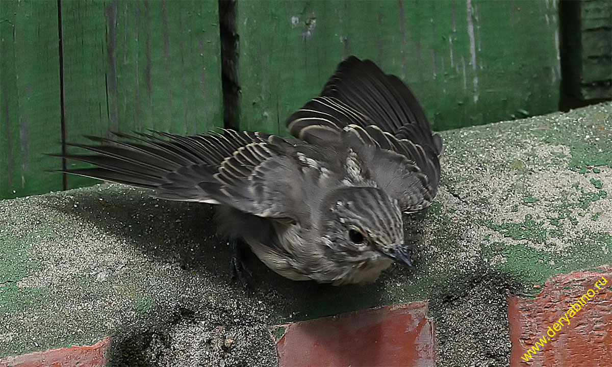   Muscicapa striata Spotted Flycatcher