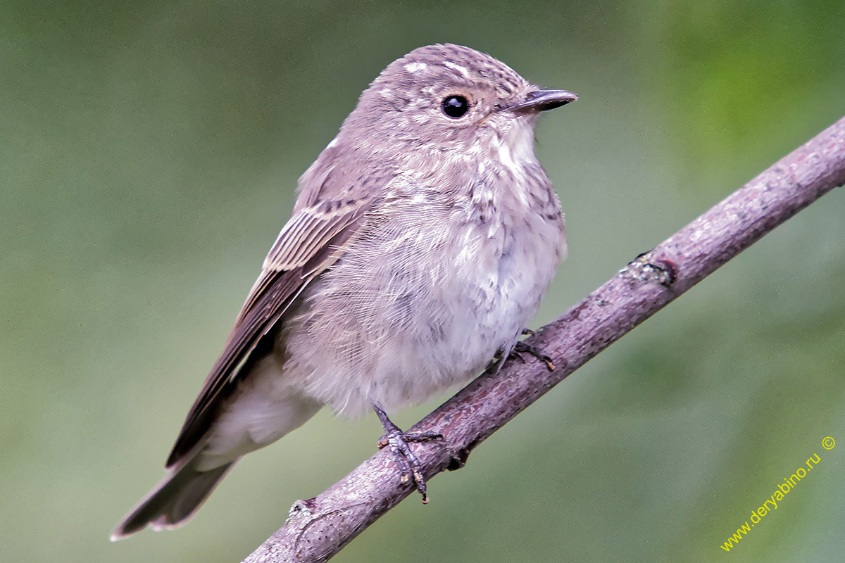   Muscicapa striata Spotted Flycatcher