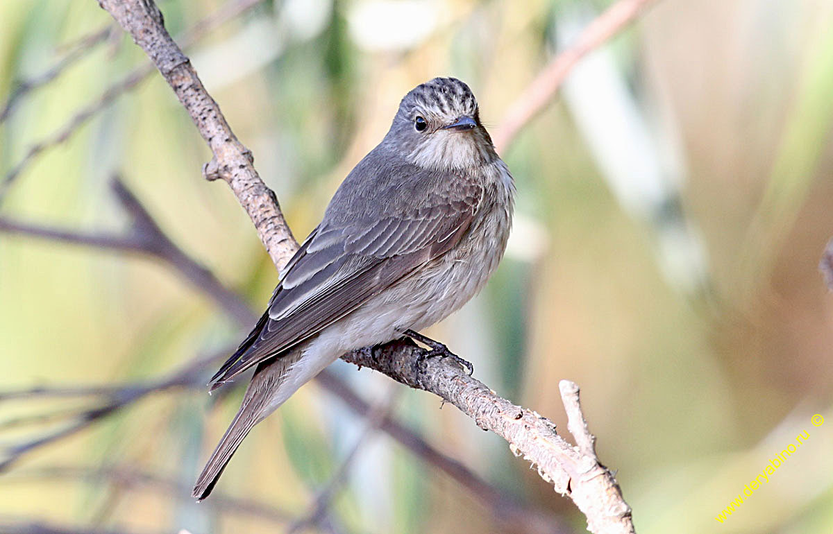   Muscicapa striata Spotted Flycatcher