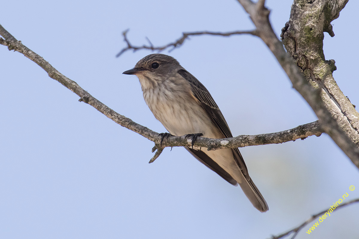   Muscicapa striata Spotted Flycatcher