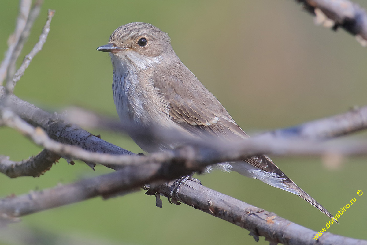   Muscicapa striata Spotted Flycatcher